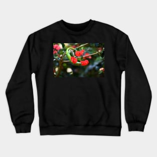 day gecko Crewneck Sweatshirt